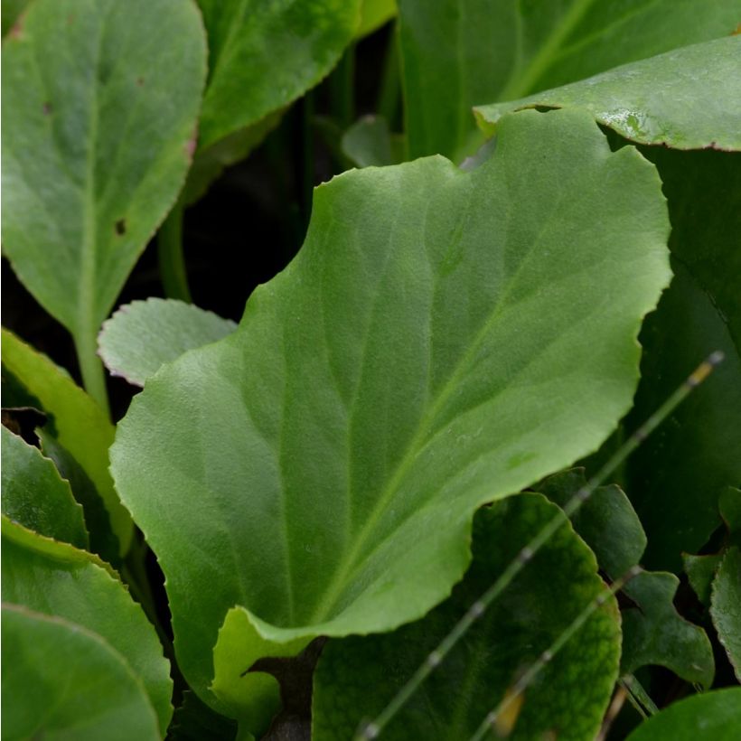 Bergenia cordifolia - Elephant's Ears (Foliage)
