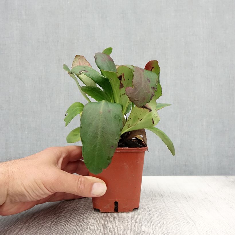 Bergenia Dragonfly Series Angel Kiss - Elephant's Ears 8/9 cm pot sample as delivered in autumn