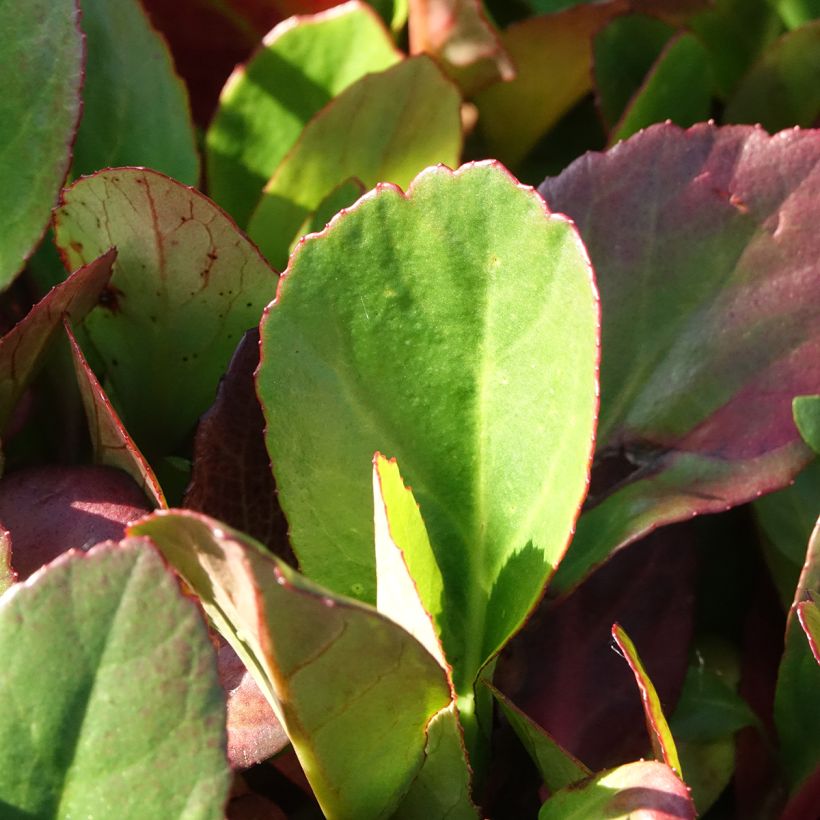 Bergenia Flirt - Elephant's Ears (Foliage)