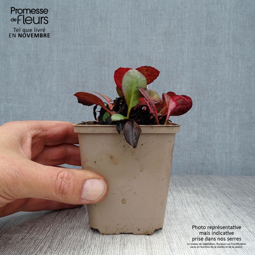 Bergenia Flirt - Elephant's Ears 8/9 cm pot sample as delivered in autumn