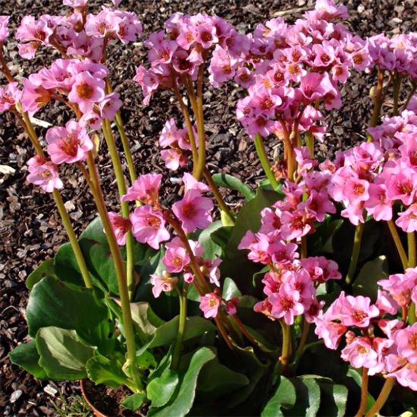 Bergenia Rosenkristall - Elephant's Ears (Flowering)