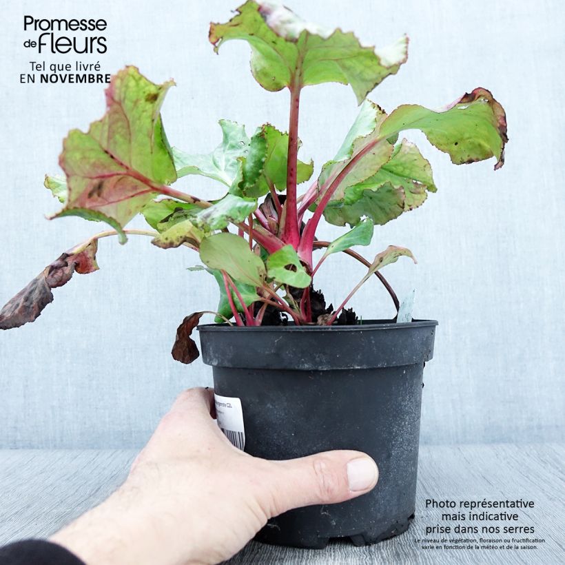Bergenia cordifolia Morgenrote - Elephant's Ears 2L/3L pot sample as delivered in autumn
