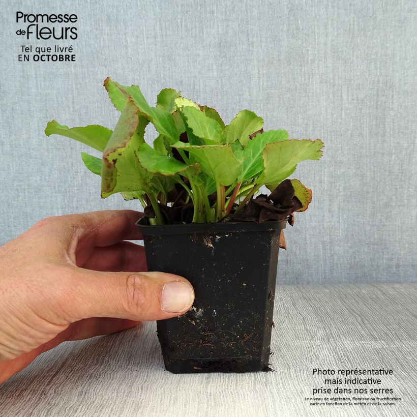 Bergenia cordifolia Morgenrote - Elephant's Ears 8/9 cm pot sample as delivered in autumn