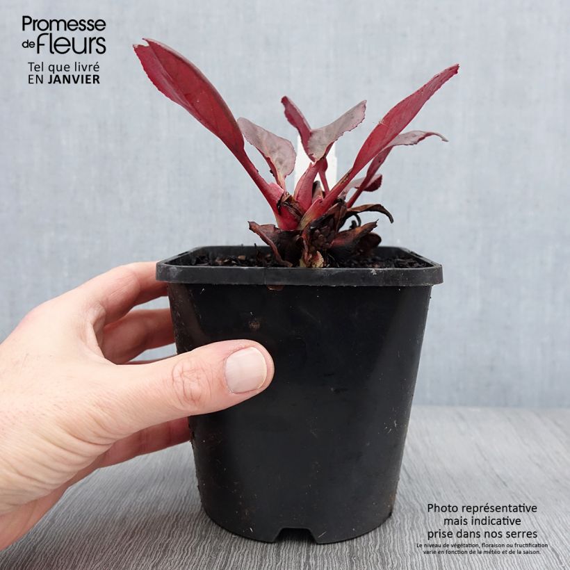 Bergenia Ouvertüre - Elephant's Ears 1.5L/2L pot sample as delivered in winter
