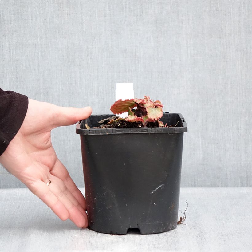 Bergenia ciliata Ripple Effect - Elephant's Ears 2L/3L pot sample as delivered in winter