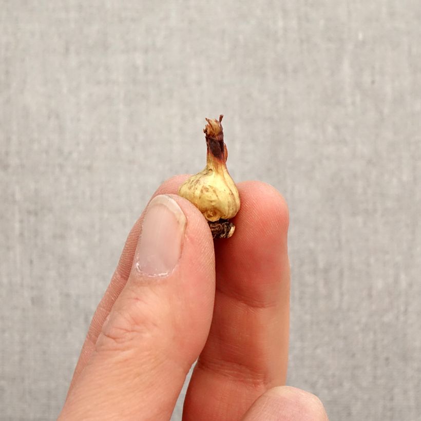 Bessera elegans Bulb size 5+ sample as delivered in spring