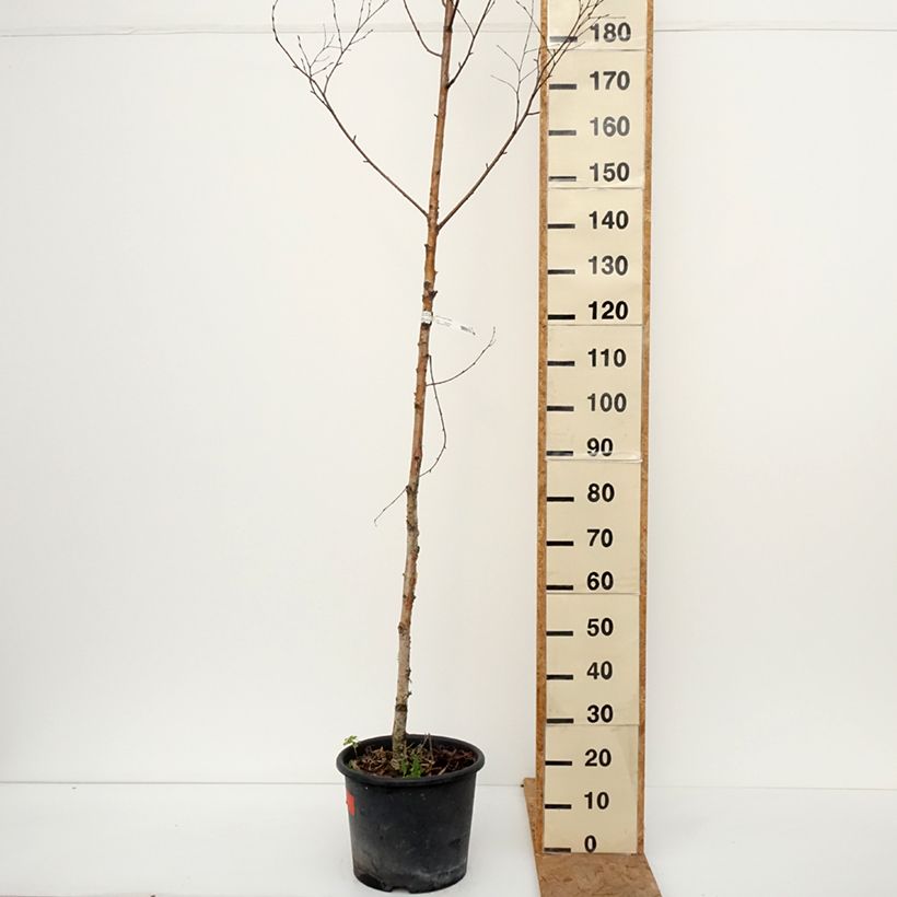 Betula ermanii Holland - Gold Birch 7.5L/10L pot sample as delivered in autumn