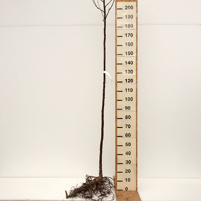 Betula papyrifera - Paper Birch Bare root sample as delivered in winter