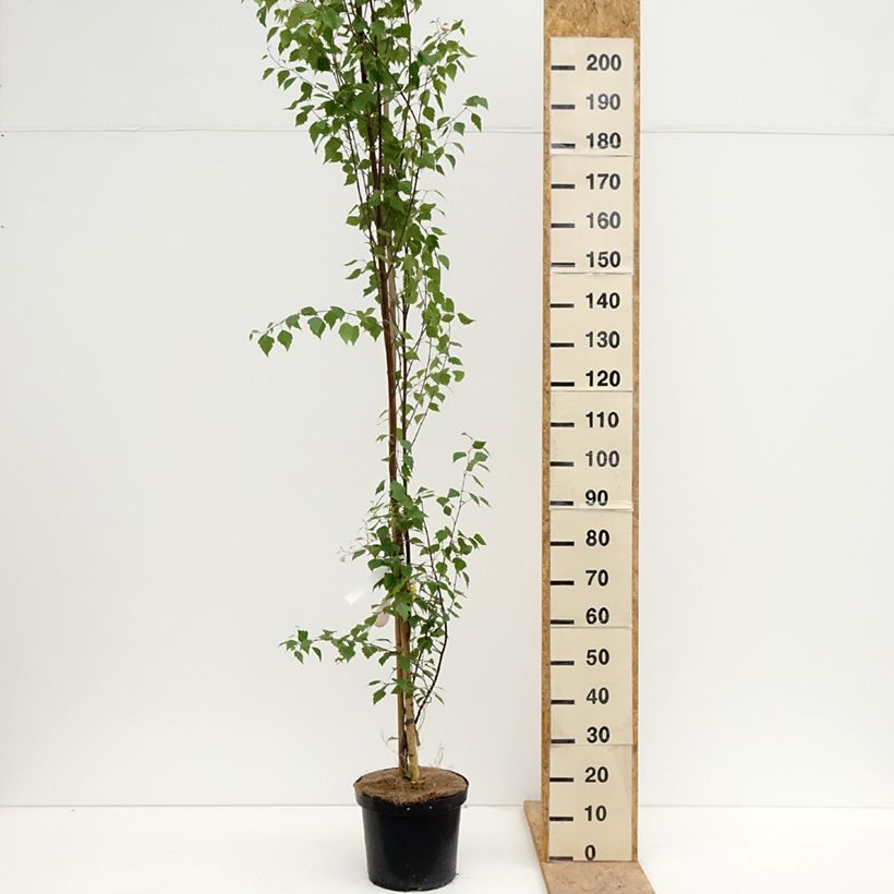 Betula pendula Fastigiata - Birch 7.5L/10L pot sample as delivered in spring