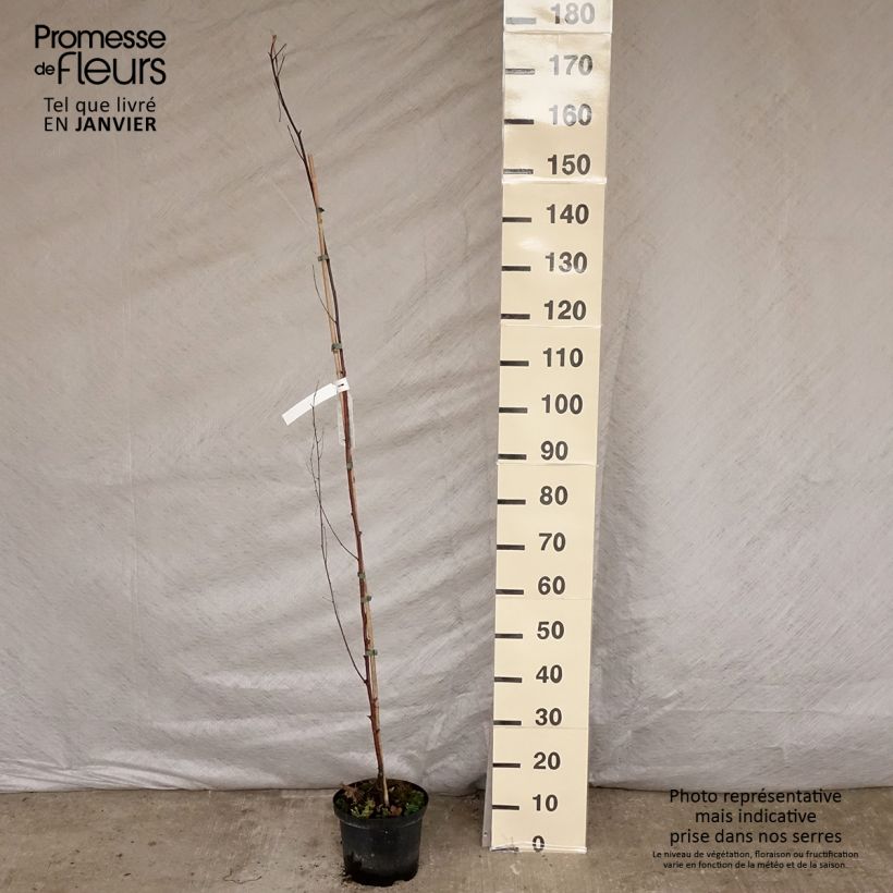 Betula pendula Fastigiata - Birch 3L/4L pot sample as delivered in winter