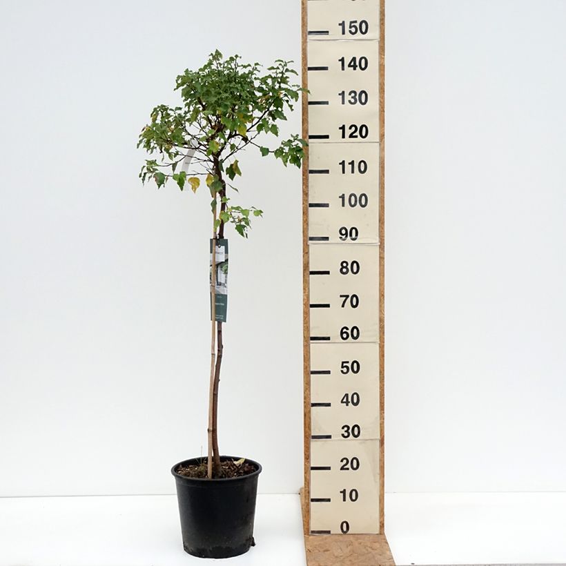 Betula pendula Magical Globe - Birch 7.5L/10L pot sample as delivered in autumn