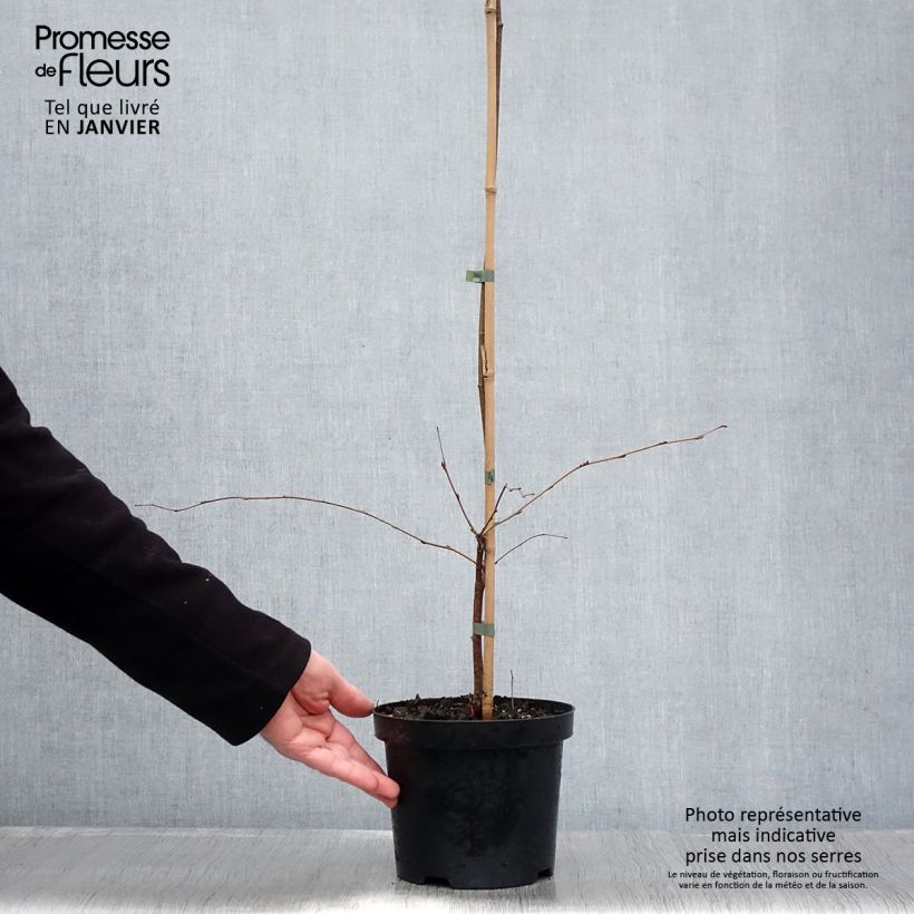 Betula pendula Tristis - Birch 2L/3L pot sample as delivered in winter