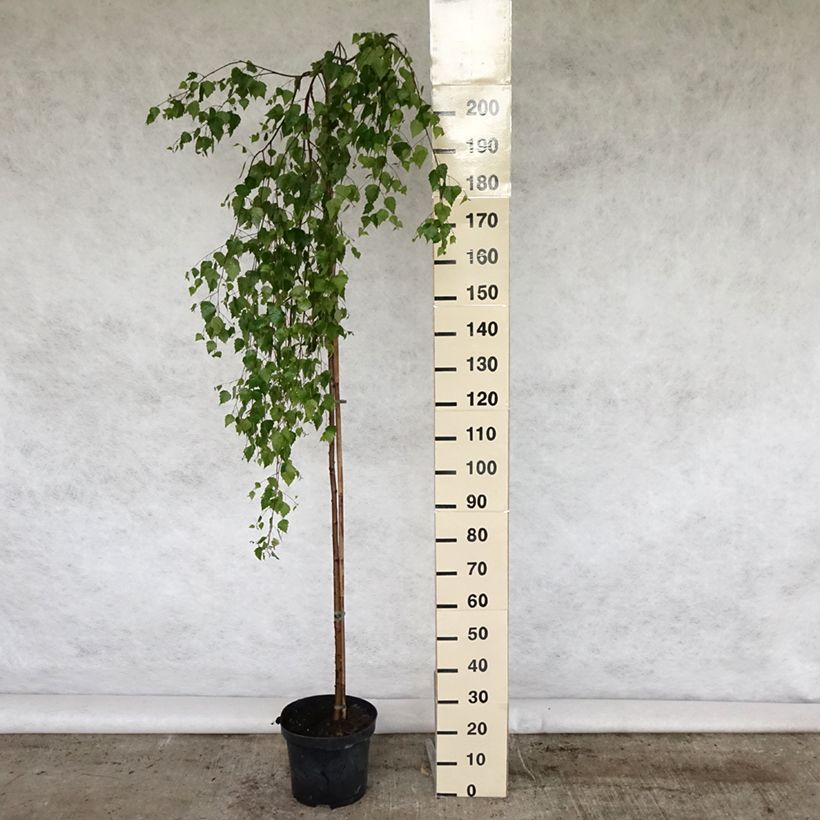 Betula pendula Youngii - Birch 7.5L/10L pot sample as delivered in spring