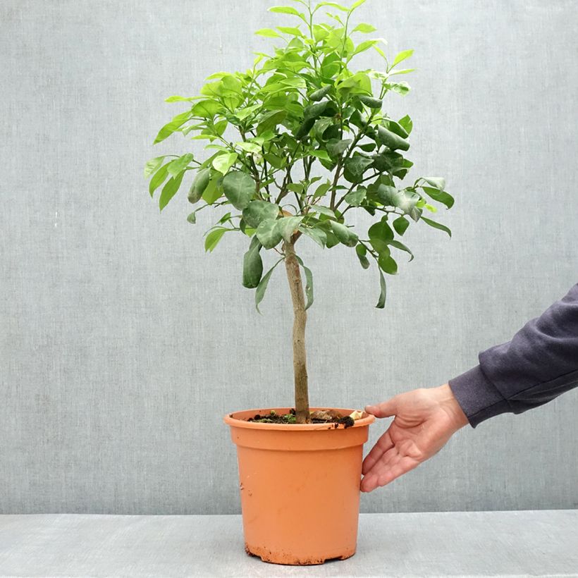 Citrus medica x aurantium Bizzarria - Bizzaria of Florence 6L/7L pot, Quarter standard sample as delivered in spring