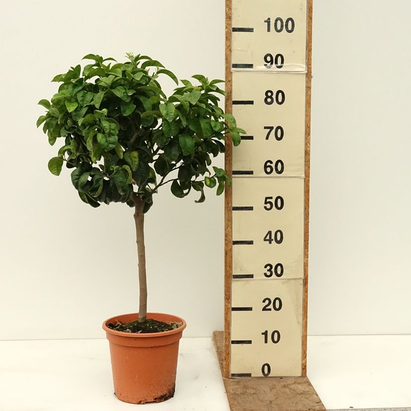 Citrus aurantium Bouquet de Fleur - Bitter orange 6L/7L pot, Quarter standard sample as delivered in spring