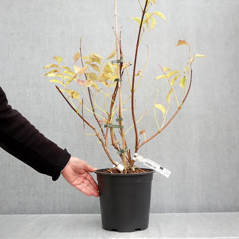 Campsis radicans x grandiflora Orangeade 6L/7L pot sample as delivered in autumn