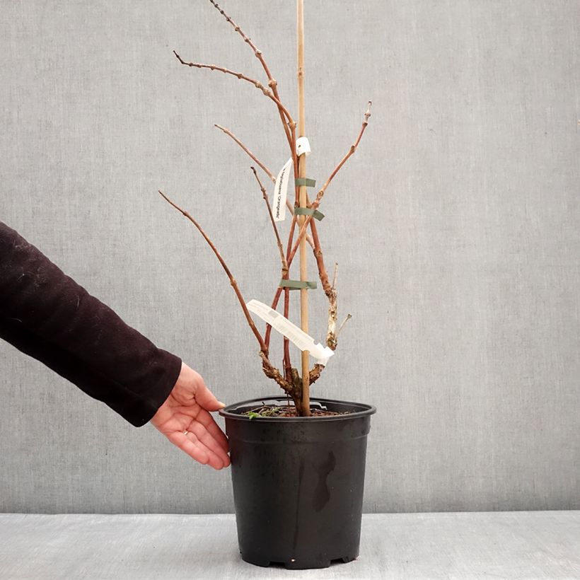 Campsis radicans x grandiflora Orangeade 6L/7L pot sample as delivered in winter