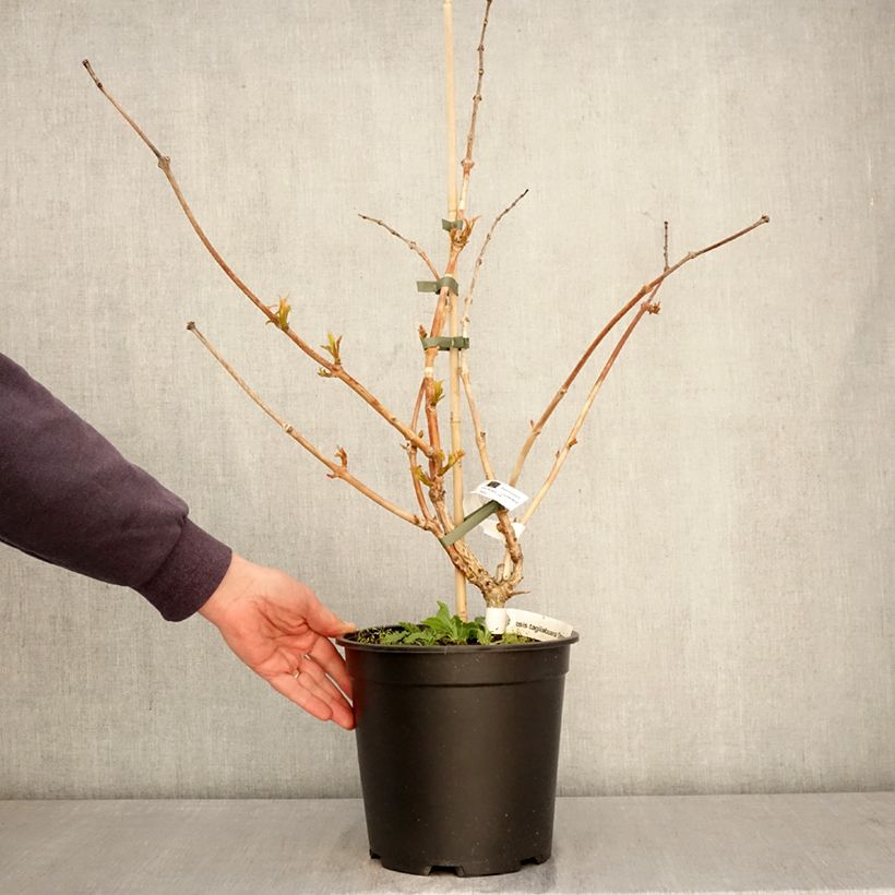 Campsis radicans x grandiflora Orangeade 6L/7L pot sample as delivered in spring