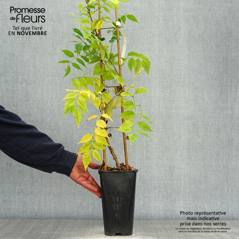 Campsis radicans Atropurpurea 2L/3L pot sample as delivered in autumn