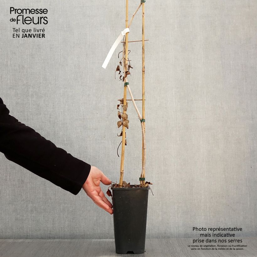 Campsis radicans Atropurpurea 2L/3L pot sample as delivered in winter