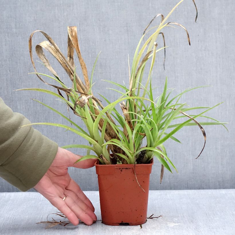 Billbergia nutans 1L/1.5L pot sample as delivered in winter