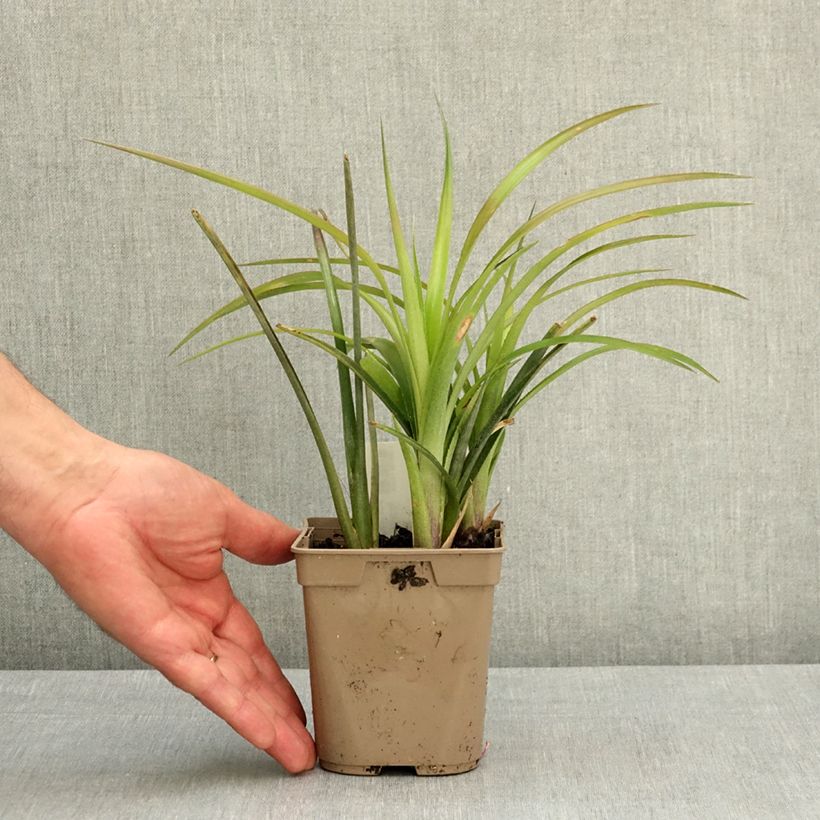 Billbergia nutans 1L/1.5L pot sample as delivered in spring