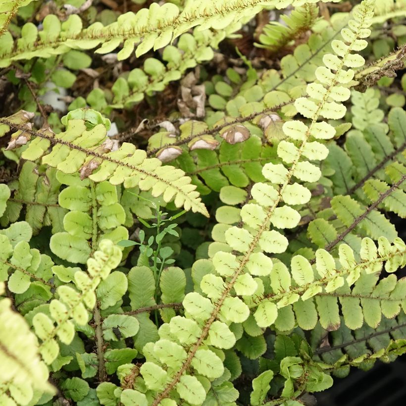 Blechnum fluviatile - Ray water fern (Foliage)