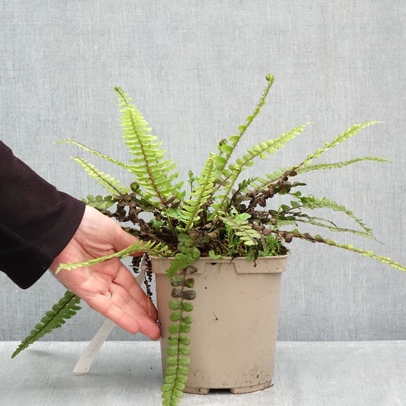 Blechnum fluviatile - Ray water fern 3L/4L pot sample as delivered in autumn