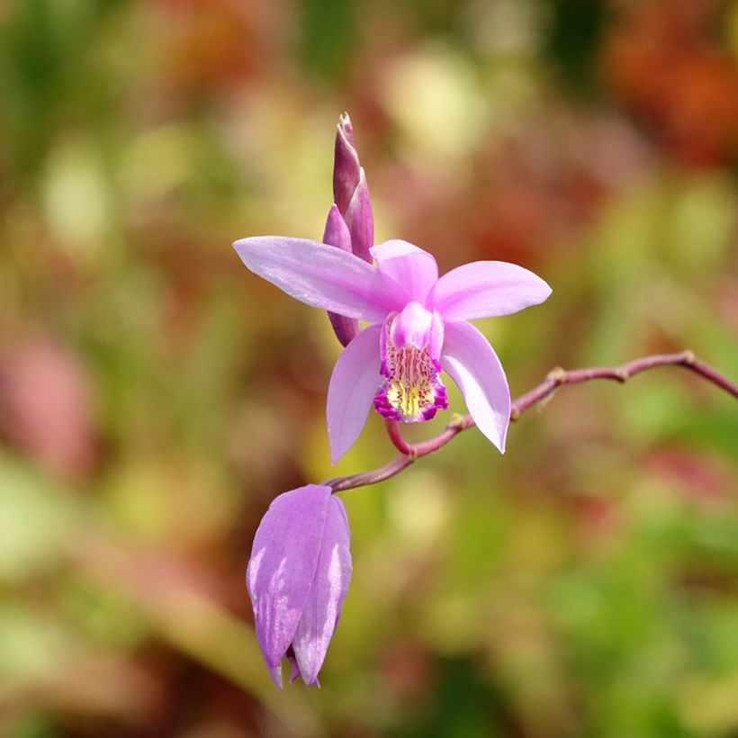 Bletilla Penway Paris - Hyacinth orchid (Flowering)
