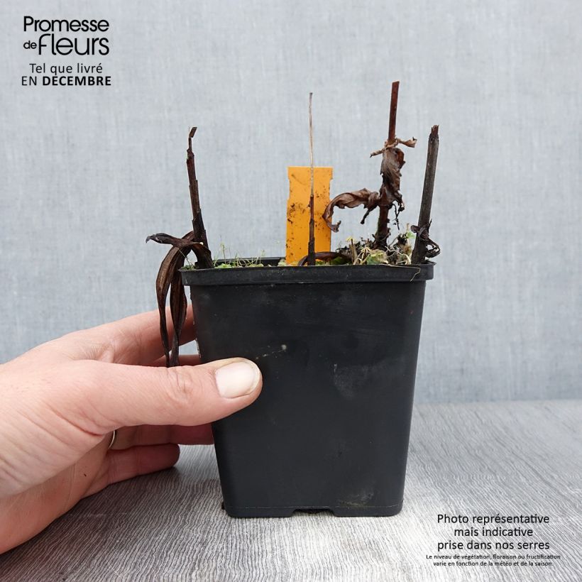 Bletilla striata alba - Chinese Ground Orchid 1L/1.5L pot sample as delivered in winter