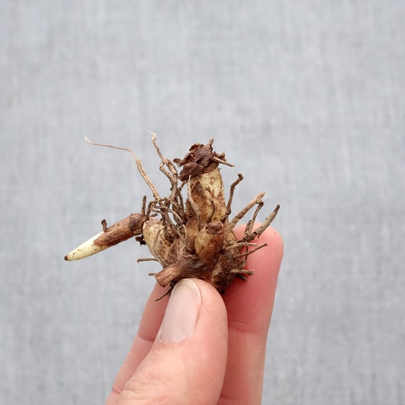 Bletilla striata 'Marcel Clapdrop' Bulb sample as delivered in spring