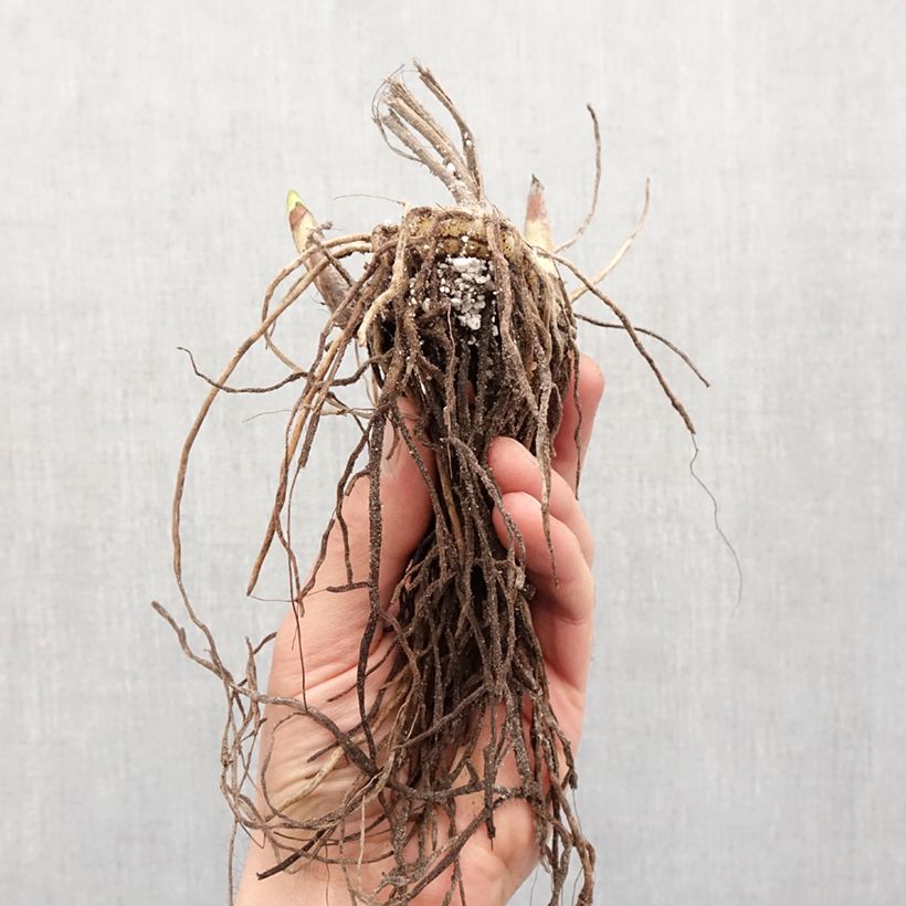 Bletilla striata Rose - Chinese Ground Orchid Bulb size I sample as delivered in spring