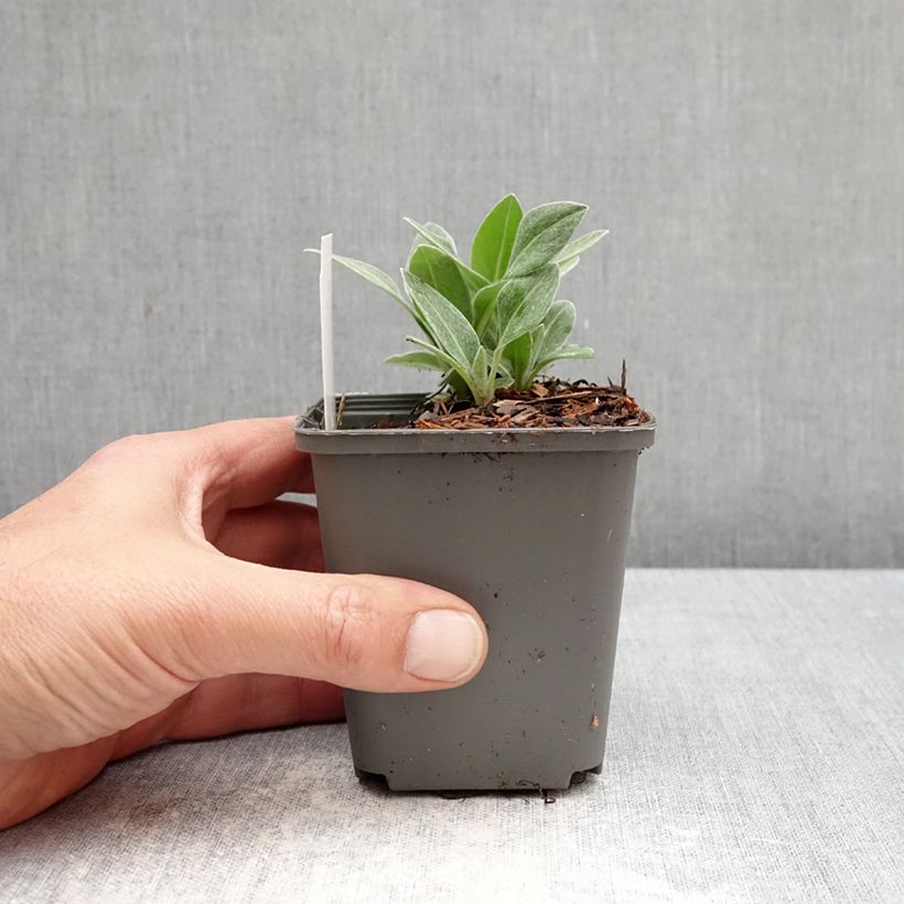 Centaurea montana Violetta 8/9 cm pot sample as delivered in spring