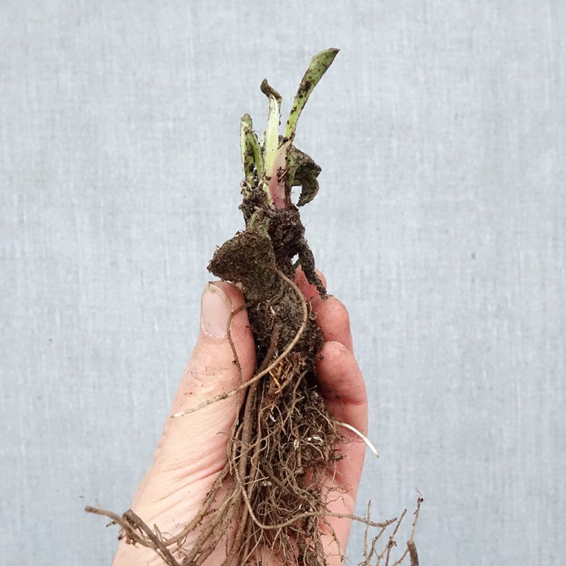Centaurea montana Bare root sample as delivered in winter