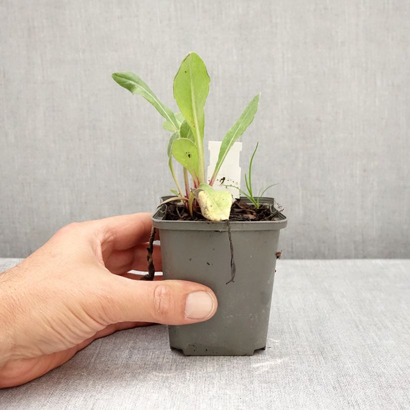 Centaurea montana Black Sprite 8/9 cm pot sample as delivered in autumn