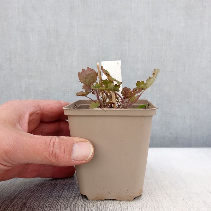 Macleaya cordata Flamingo 8/9 cm pot sample as delivered in spring