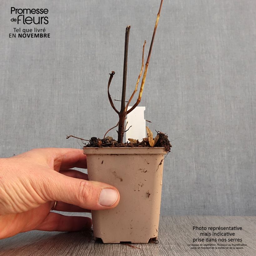 Boehmeria platanifolia - False Nettle 8/9 cm pot sample as delivered in autumn