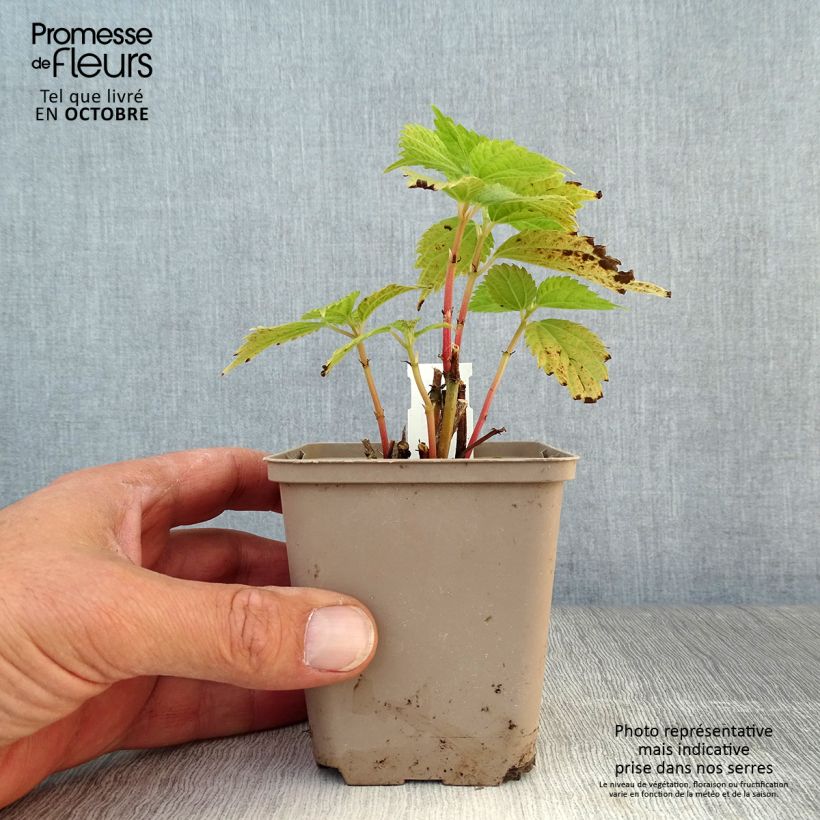 Boehmeria sieboldiana - False Nettle 8/9 cm pot sample as delivered in autumn