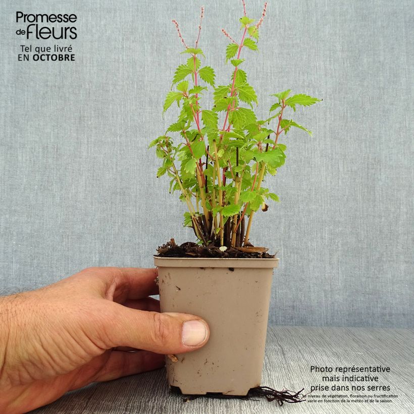 Boehmeria spicata - False Nettle 8/9 cm pot sample as delivered in autumn