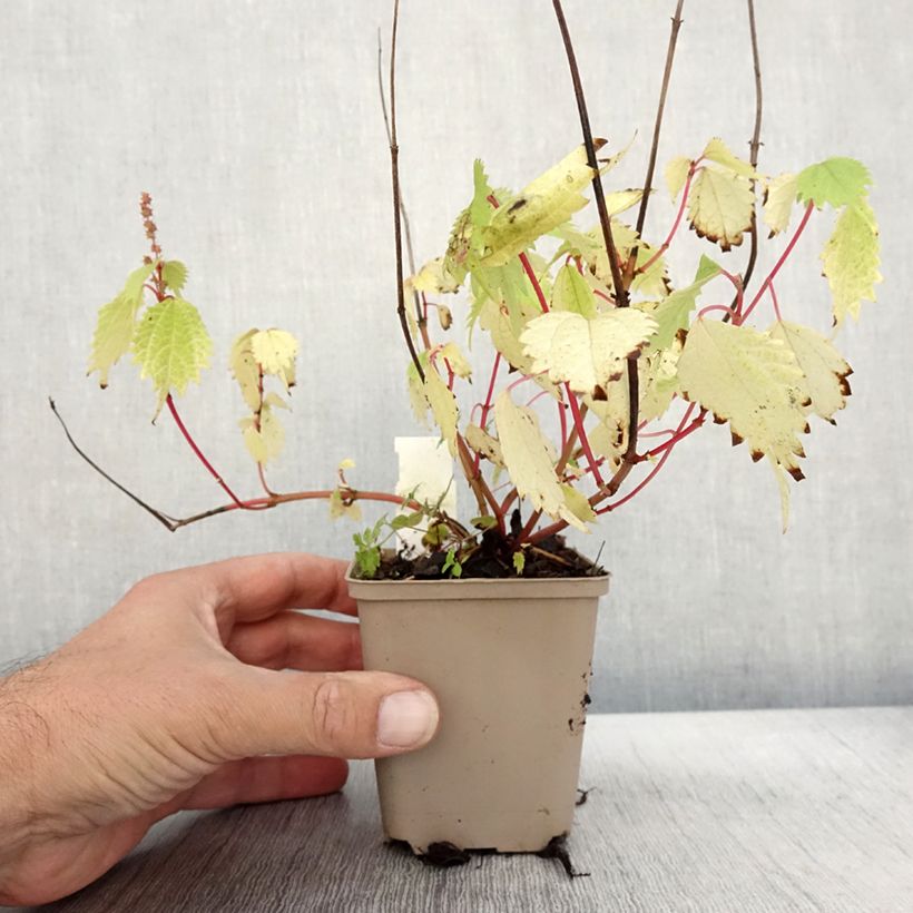 Boehmeria tricuspis - False Nettle 8/9 cm pot sample as delivered in autumn