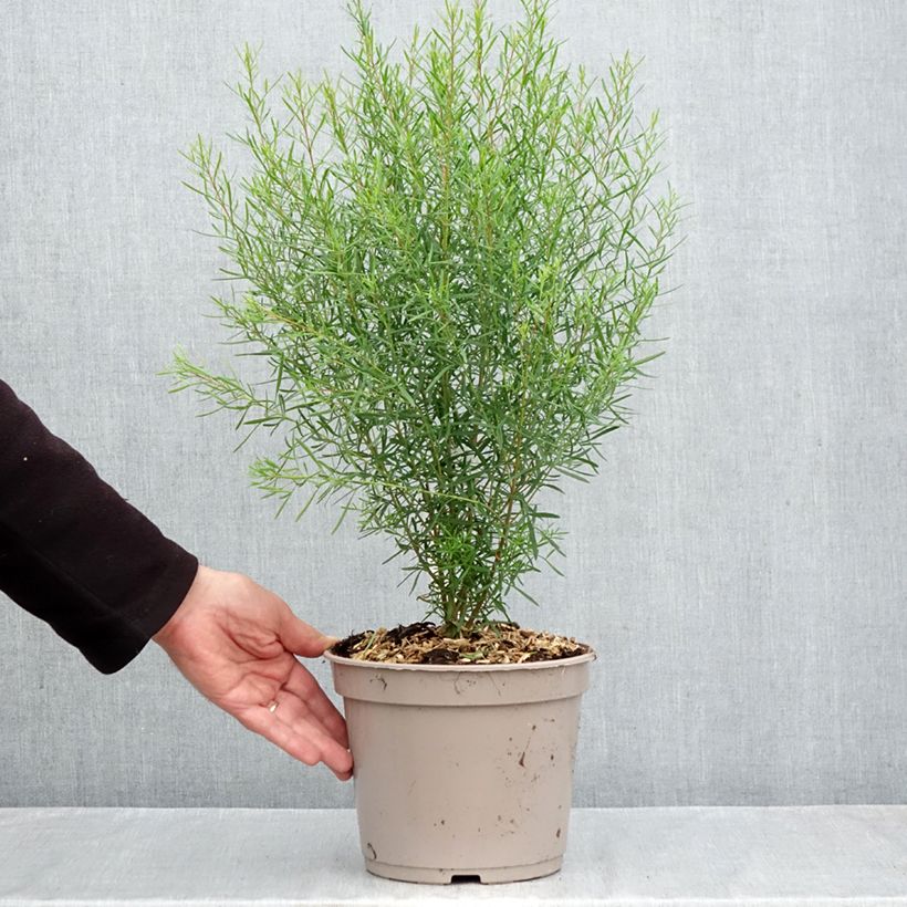 Boronia heterophylla 3L/4L pot sample as delivered in autumn