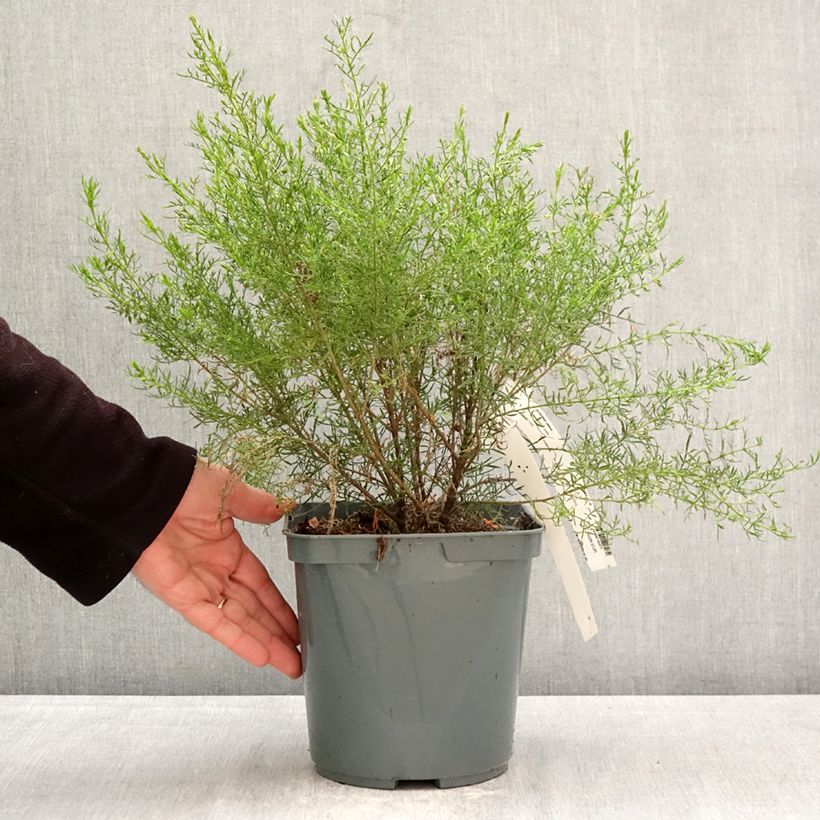 Boronia pilosa Rose Blossom 4L/5L pot sample as delivered in spring