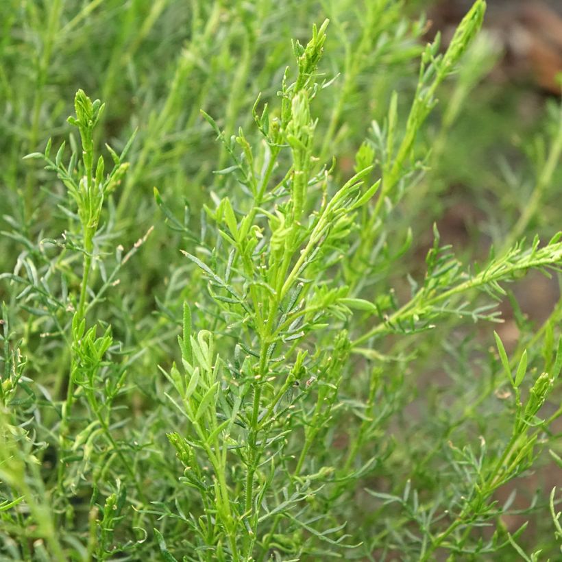 Boronia pilosa Rose Blossom (Foliage)