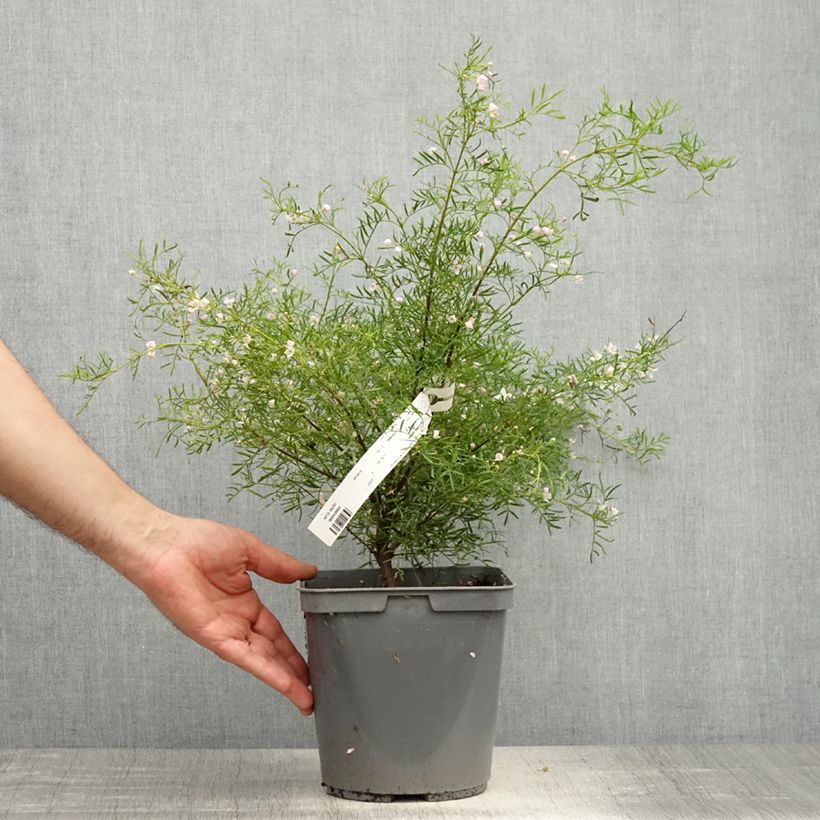 Boronia muelleri 4L/5L pot sample as delivered in spring