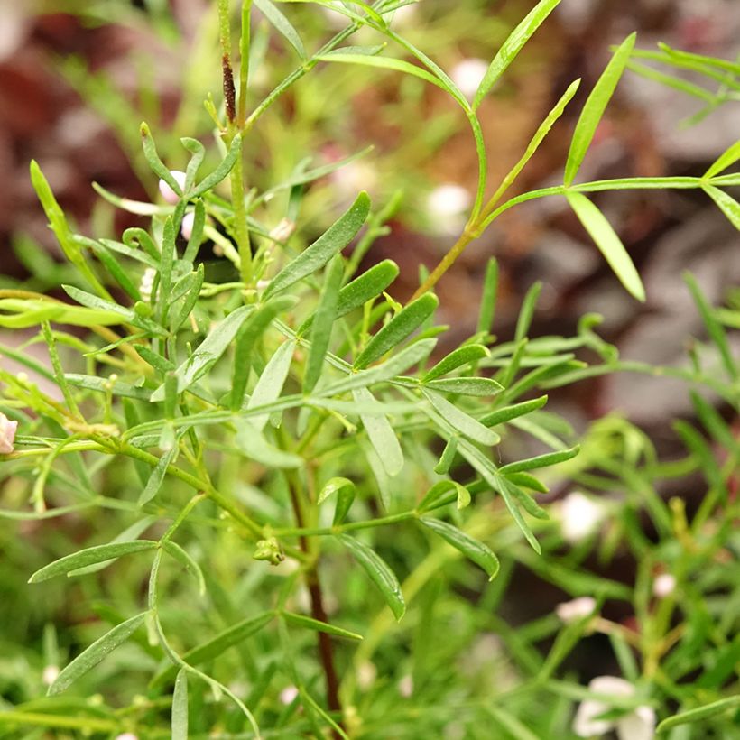 Boronia muelleri (Foliage)