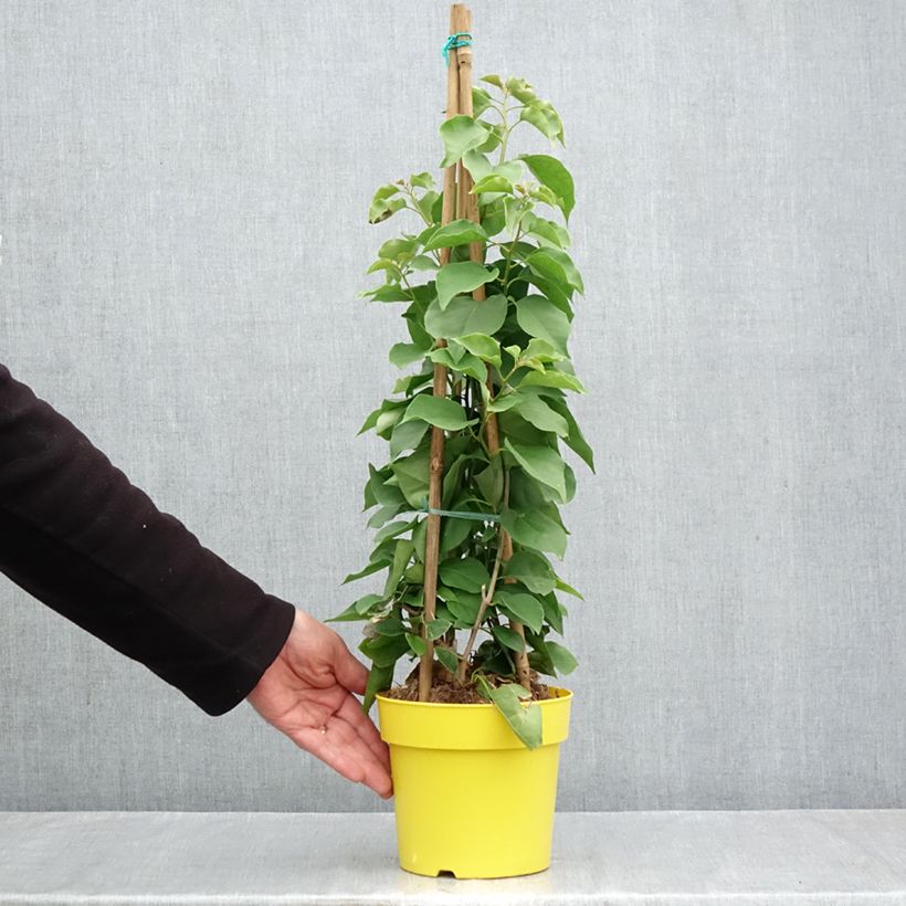 Bougainvillea spectabilis Yellow 2L/3L pot sample as delivered in autumn