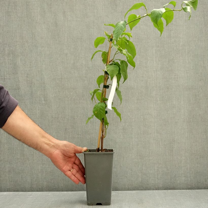 Bougainvillier Violet de Mèze Pot de 1,5L/2L sample as delivered in summer