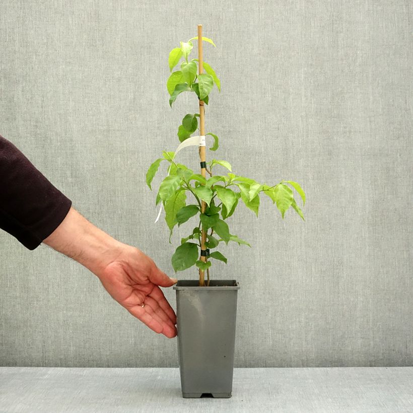 Bougainvillea spectabilis x glabra Violet de Mèze 1.5L/2L pot sample as delivered in spring