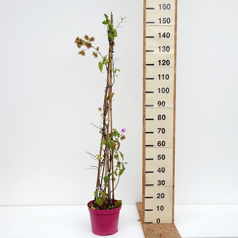 Bougainvillier Violet de Mèze Pot de 7,5L/10L sample as delivered in autumn