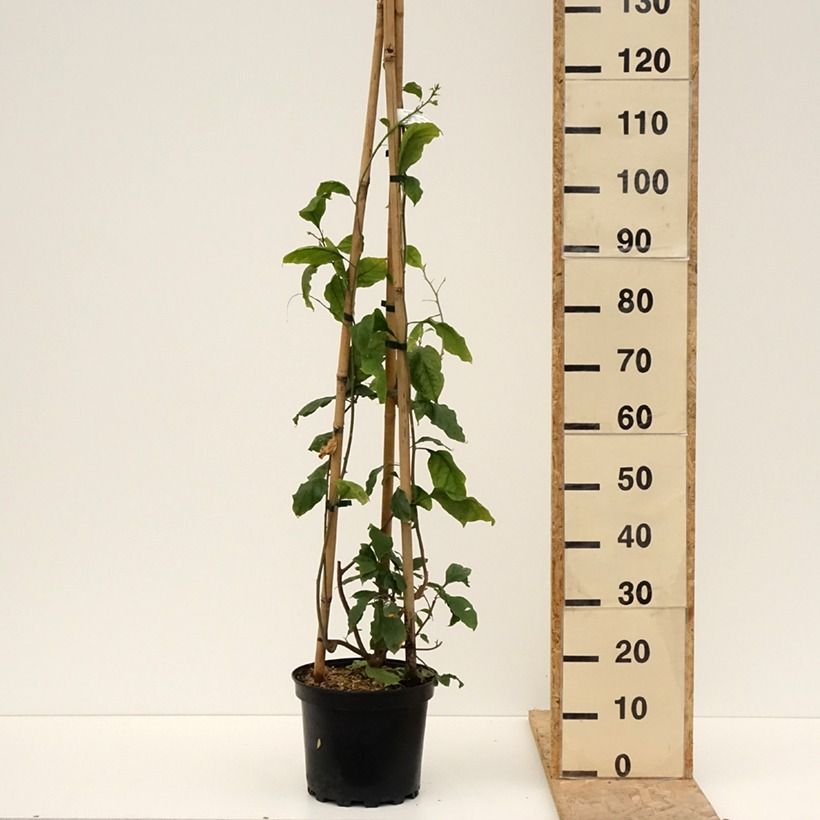 Bougainvillea spectabilis x glabra Violet de Mèze 7.5L/10L pot sample as delivered in spring